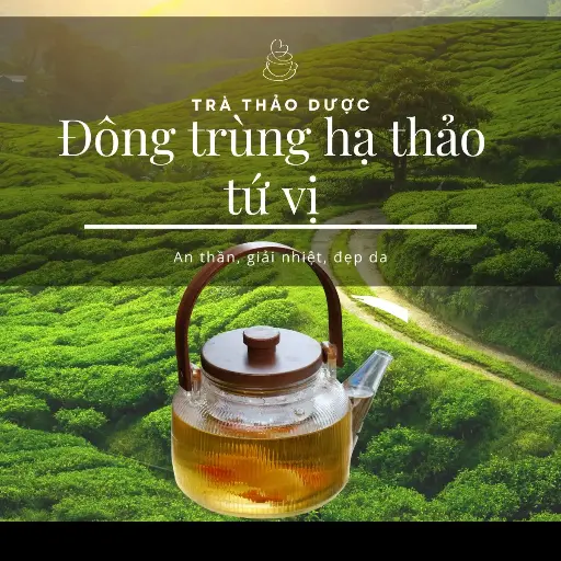 Trà Đông Trùng Hạ Thảo